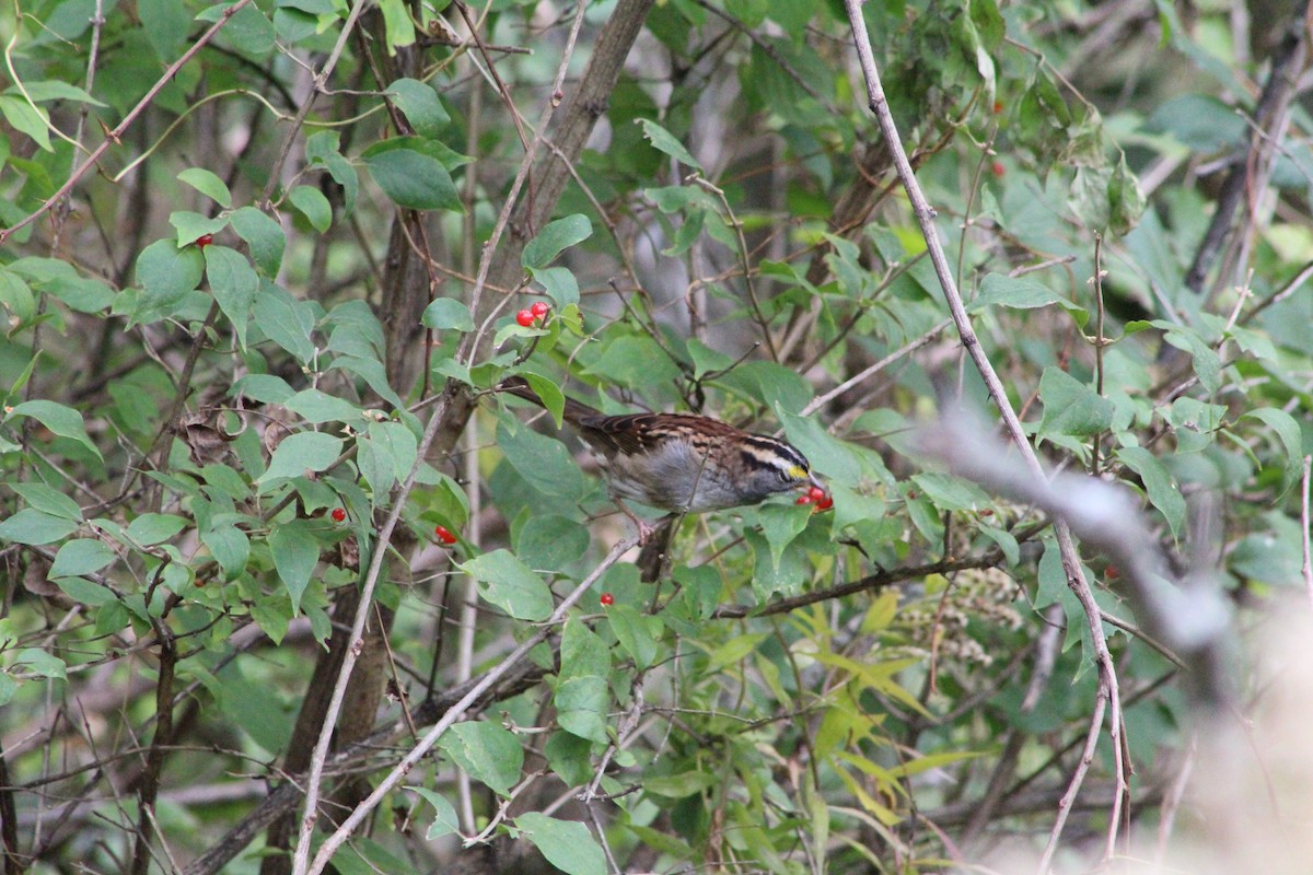 White-throated Sparrow - ML644097642