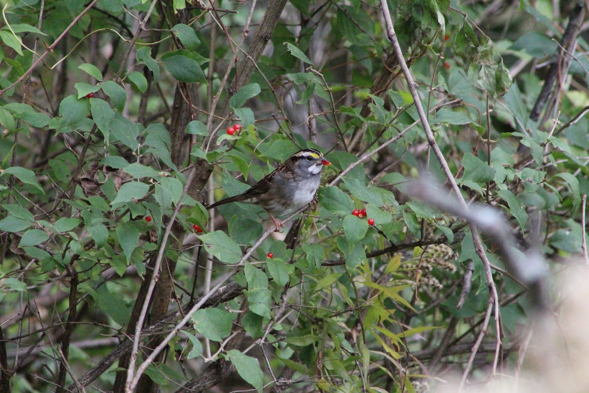 White-throated Sparrow - ML644097643