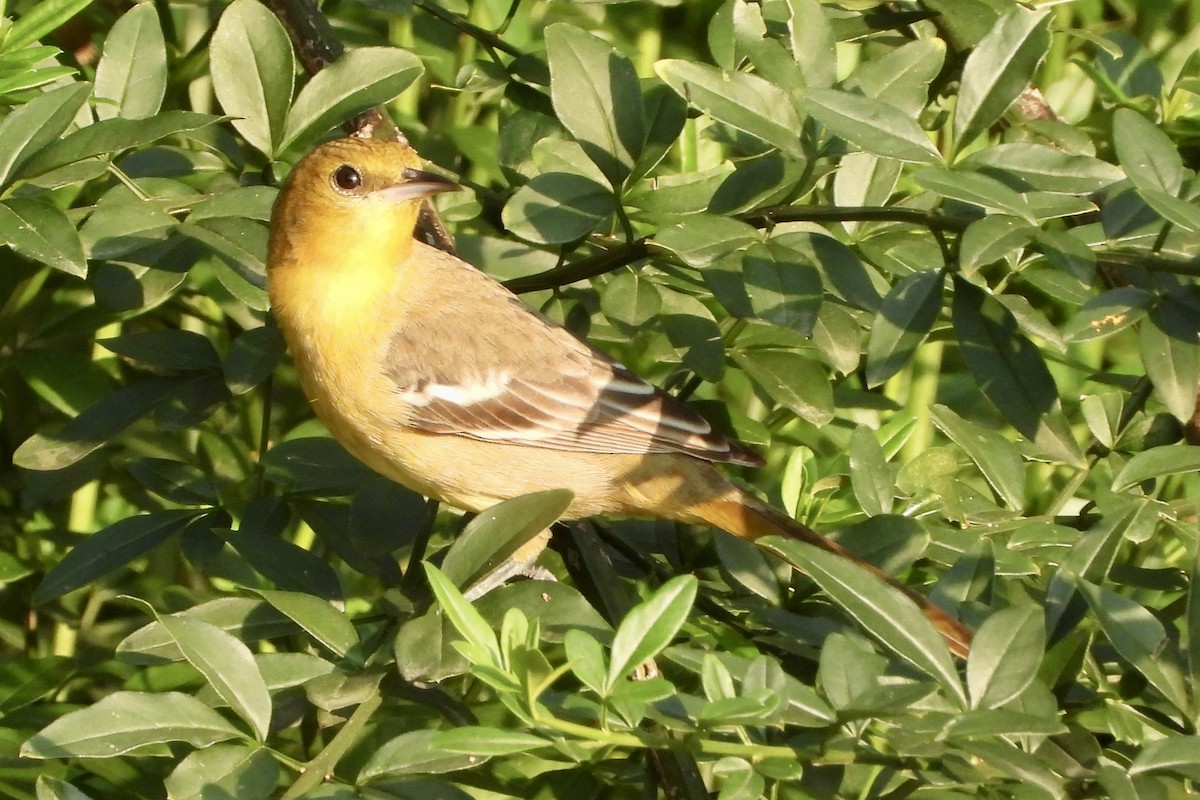 Bullock's Oriole - ML644097644