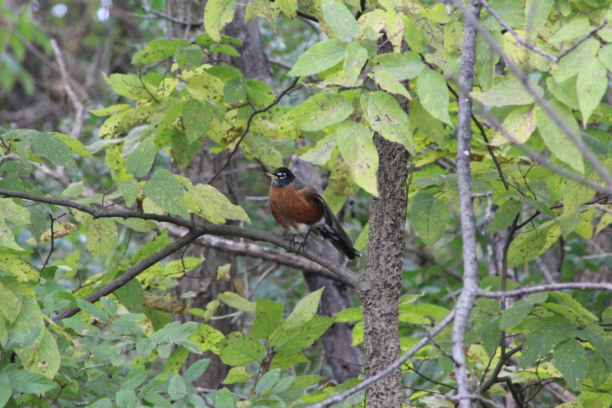 American Robin - ML644097659