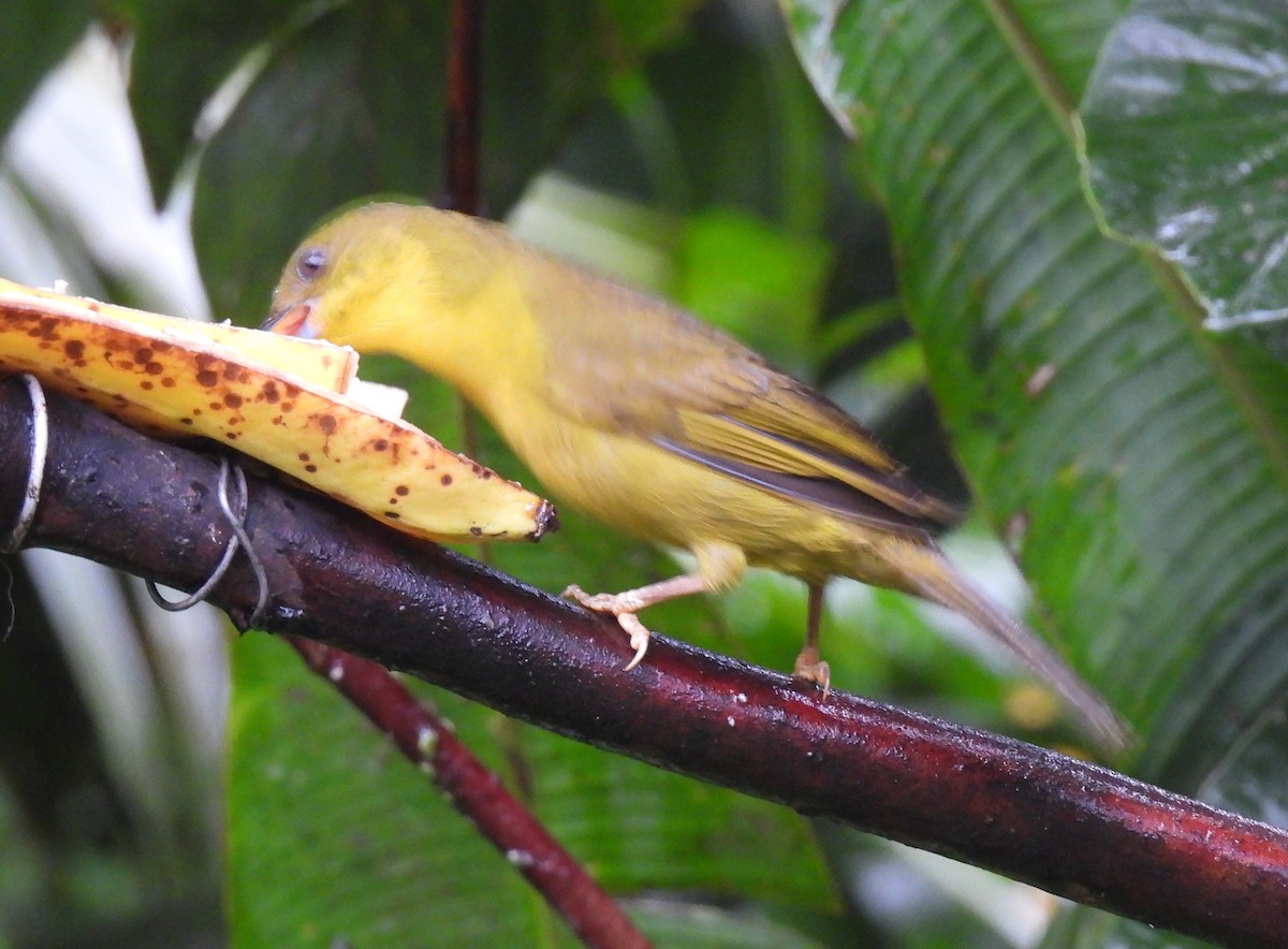 Mitrospin viréon - ML644097668