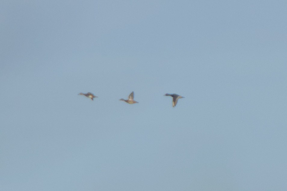 Ring-necked Duck - ML644097670