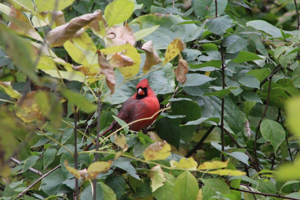 Northern Cardinal - ML644097677