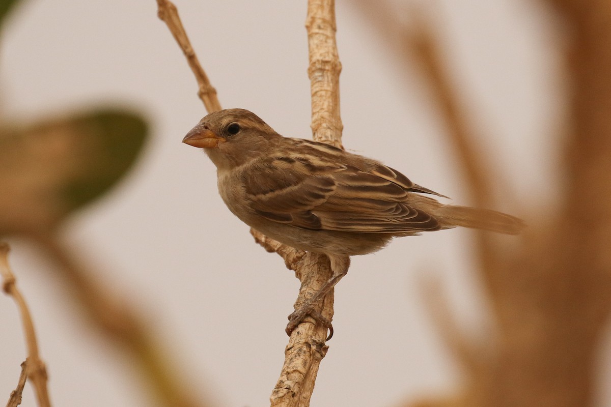 House Sparrow - ML644097680