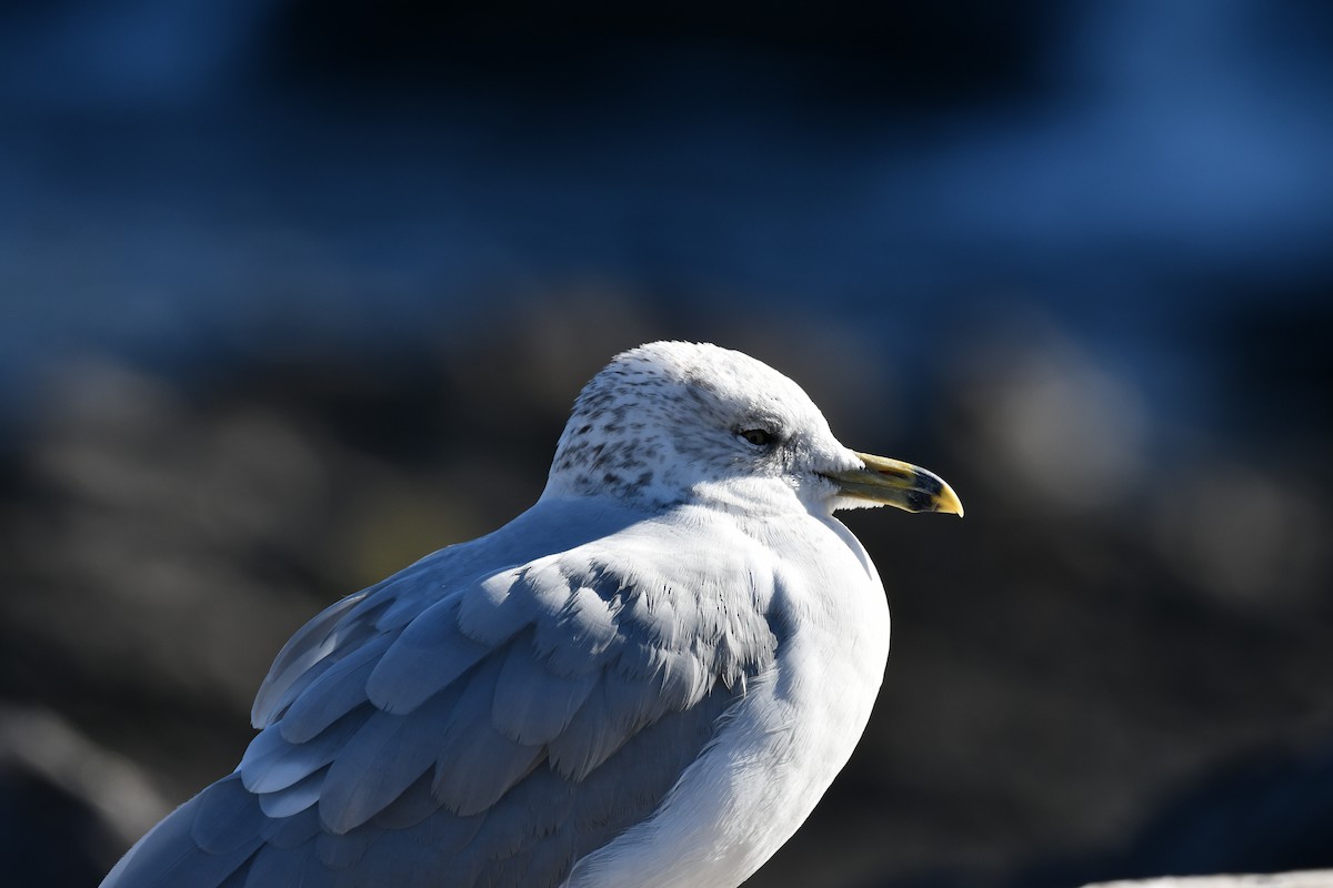 Ring-billed Gull - ML644097686