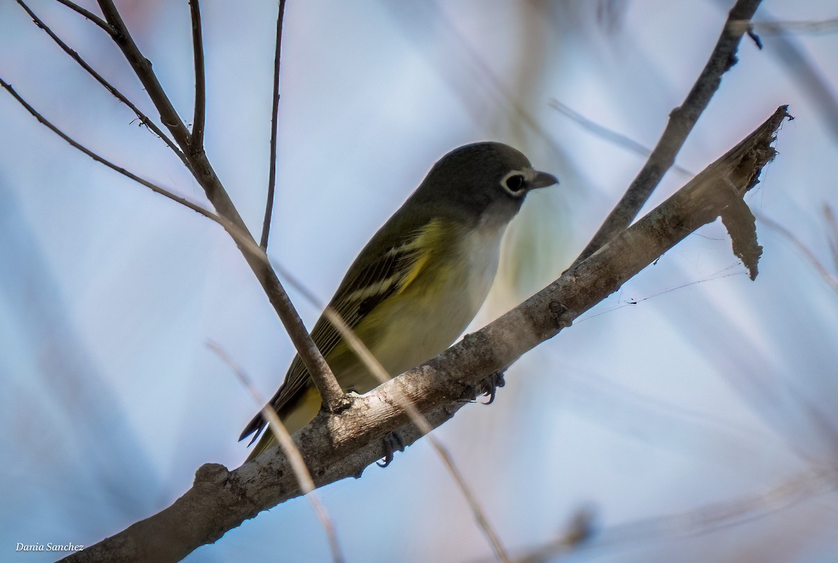 Blue-headed Vireo - ML644097699