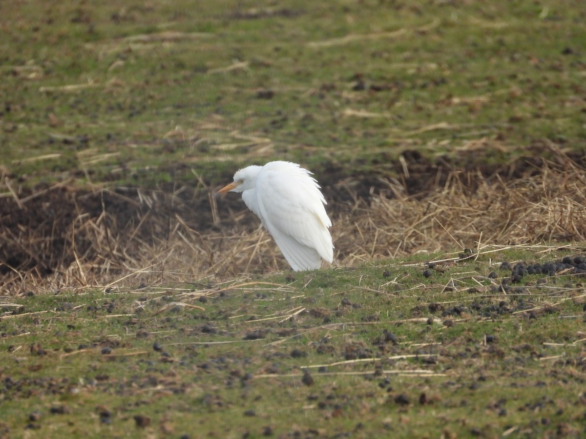 Western Cattle-Egret - ML644097703