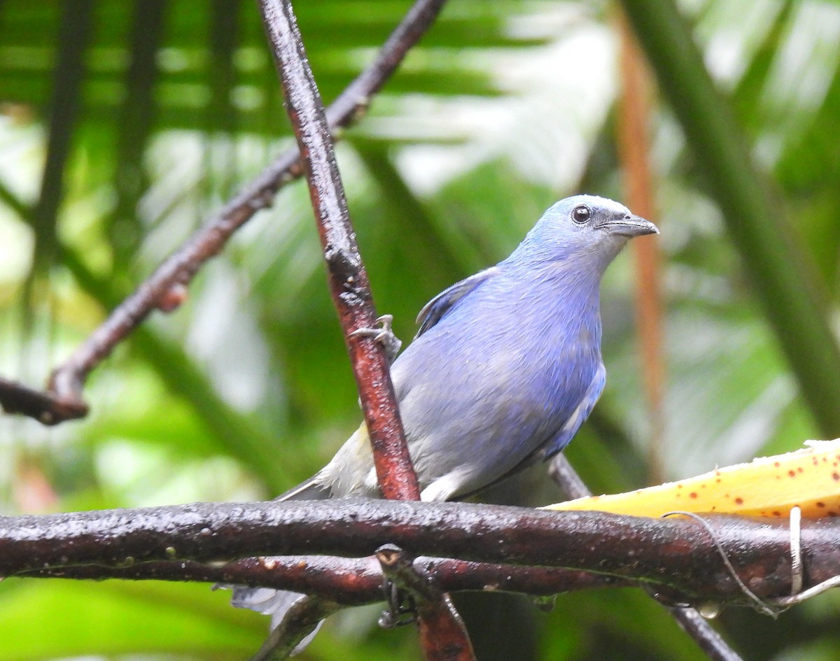 Azure-shouldered Tanager - ML644097705