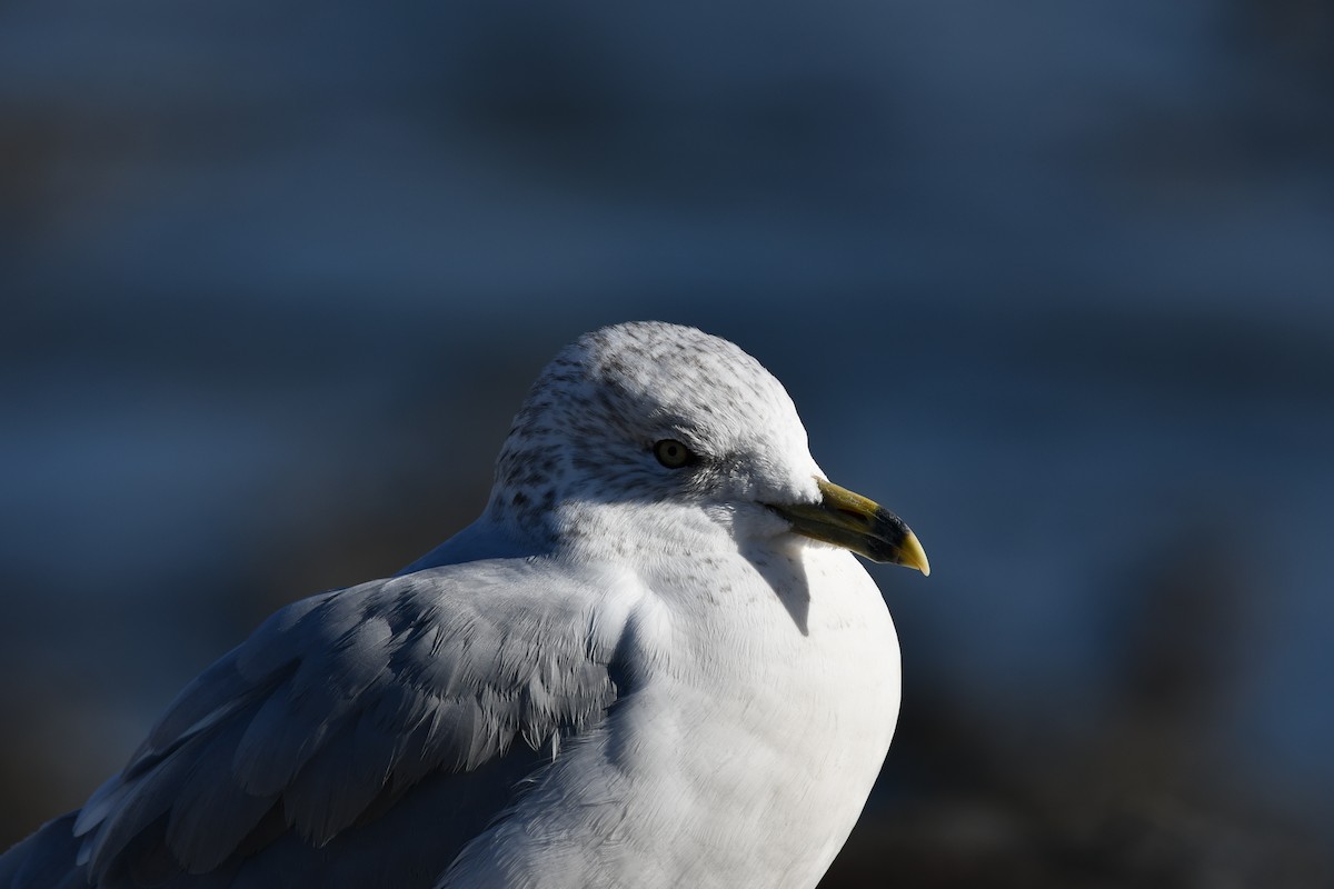 Ring-billed Gull - ML644097710