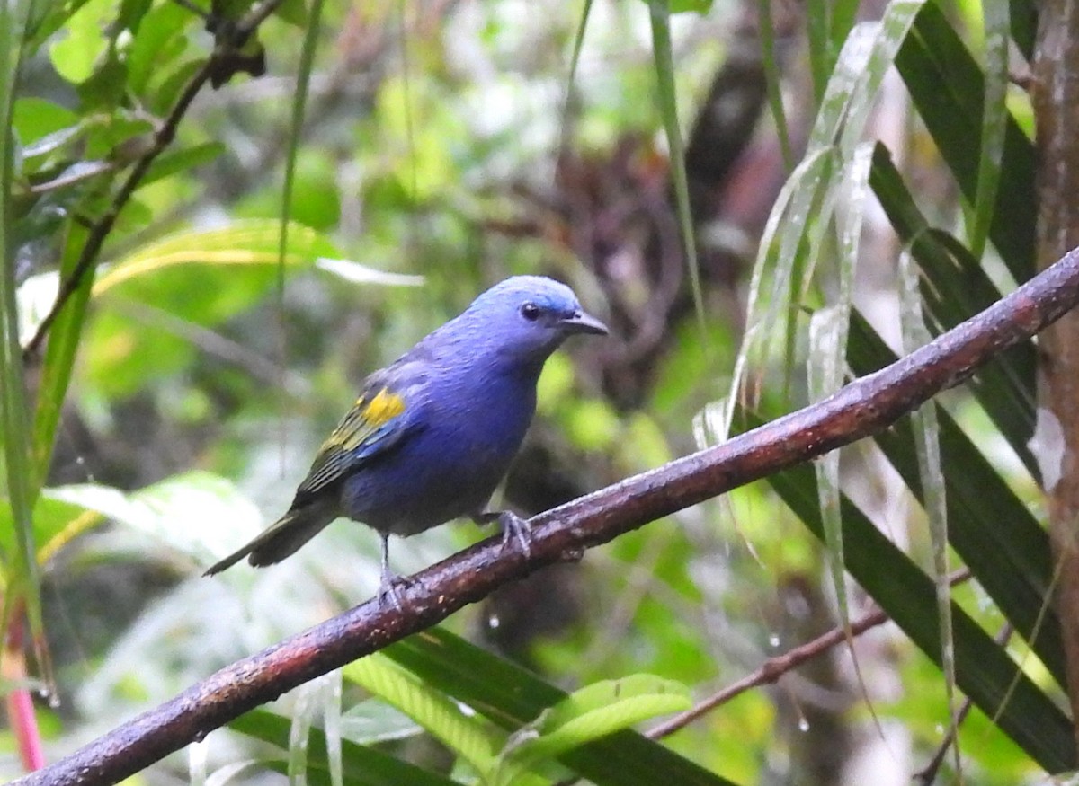 Golden-chevroned Tanager - ML644097736