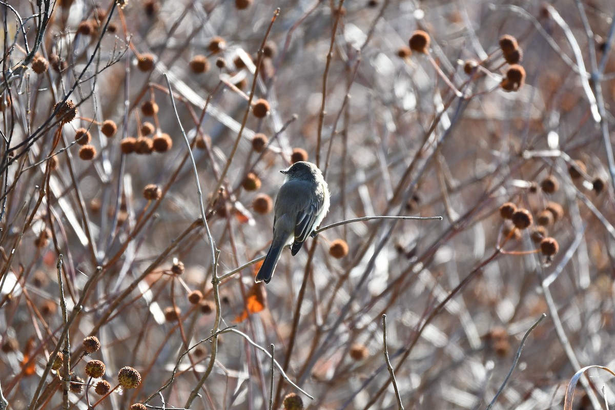 Eastern Phoebe - ML644097757