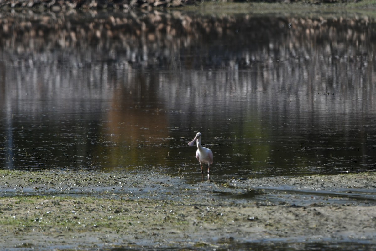 Roseate Spoonbill - ML644097761
