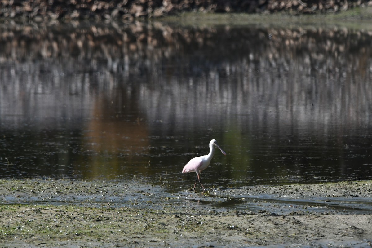 Roseate Spoonbill - ML644097762