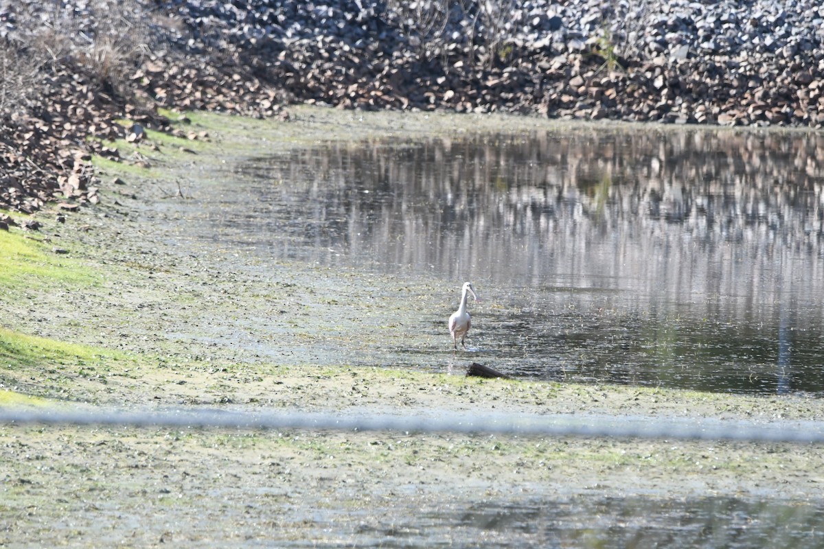 Roseate Spoonbill - ML644097763