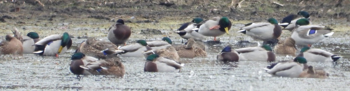 Ánade Azulón - ML644097764