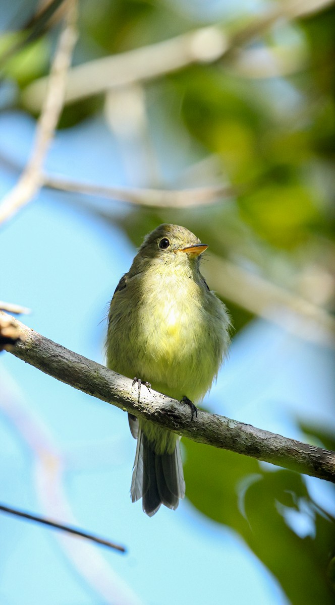 Yellow-bellied Flycatcher - ML644097767