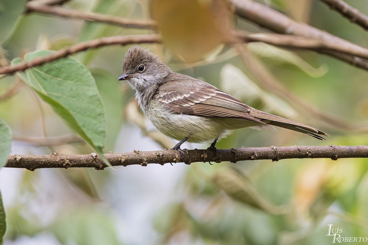 Large Elaenia - ML644097769