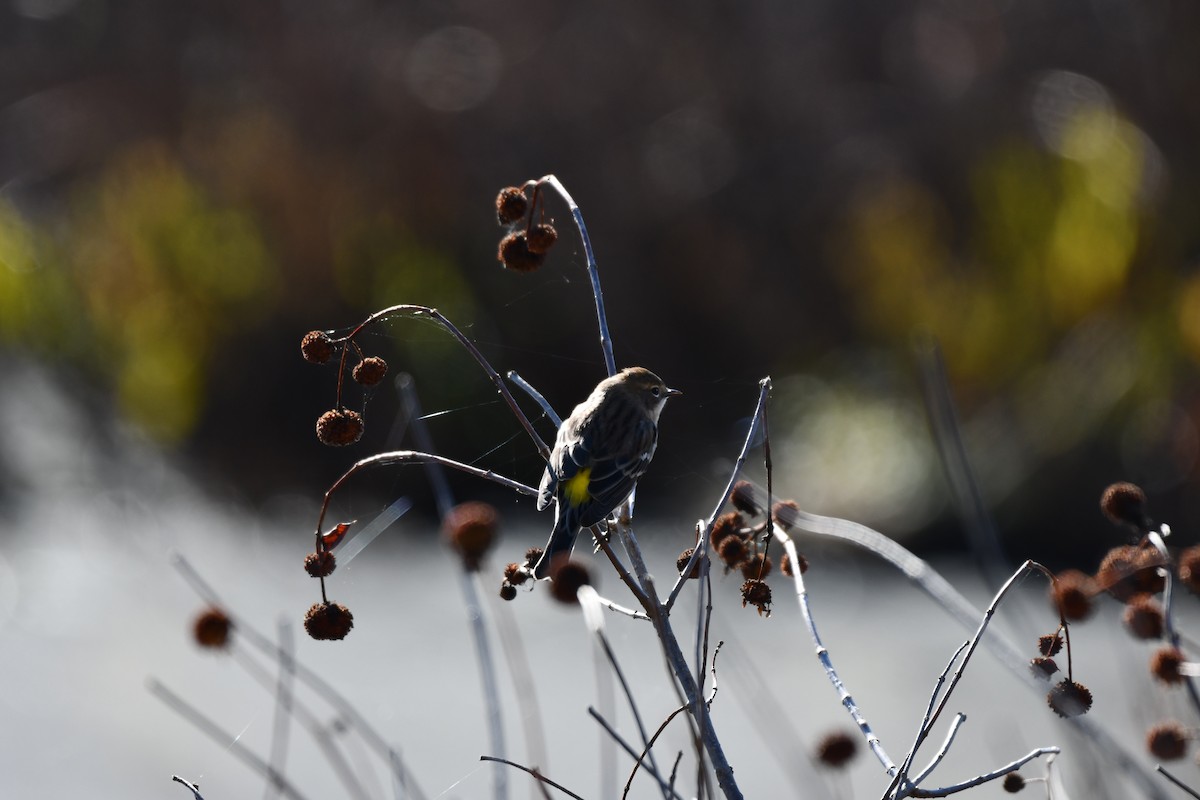 Yellow-rumped Warbler - ML644097770