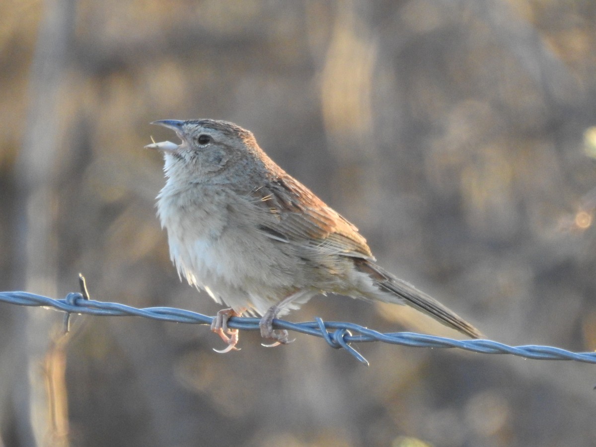 Botteri's Sparrow - ML644097772