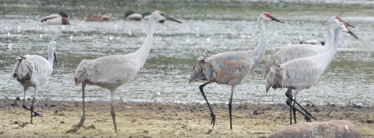 Grulla Canadiense - ML644097778