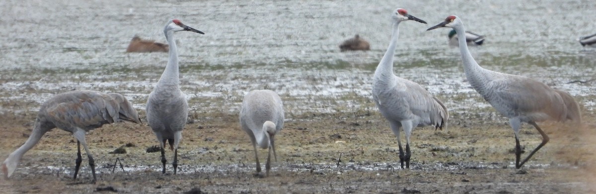 Grulla Canadiense - ML644097779