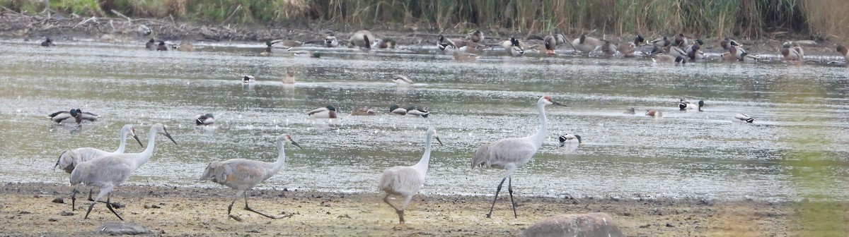 Grulla Canadiense - ML644097780