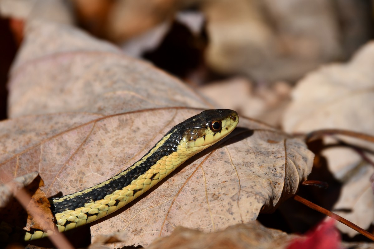 Common Garter Snake - ML644097785
