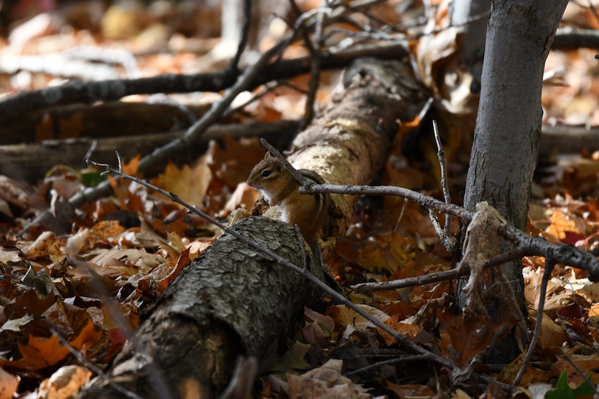 Eastern Chipmunk - ML644097786