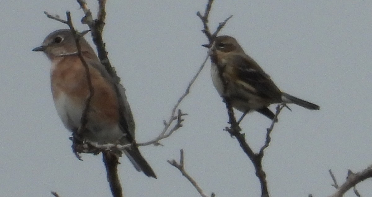 Azulejo Oriental - ML644097787