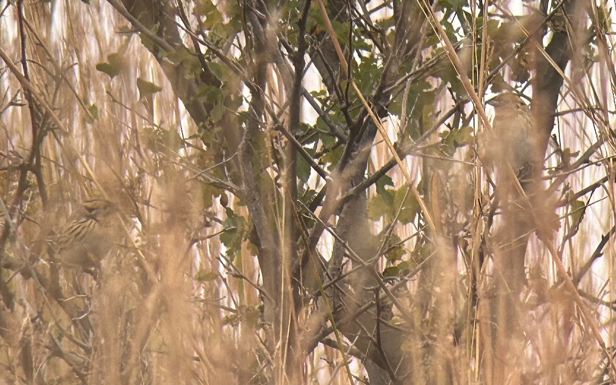 LeConte's Sparrow - ML644097799