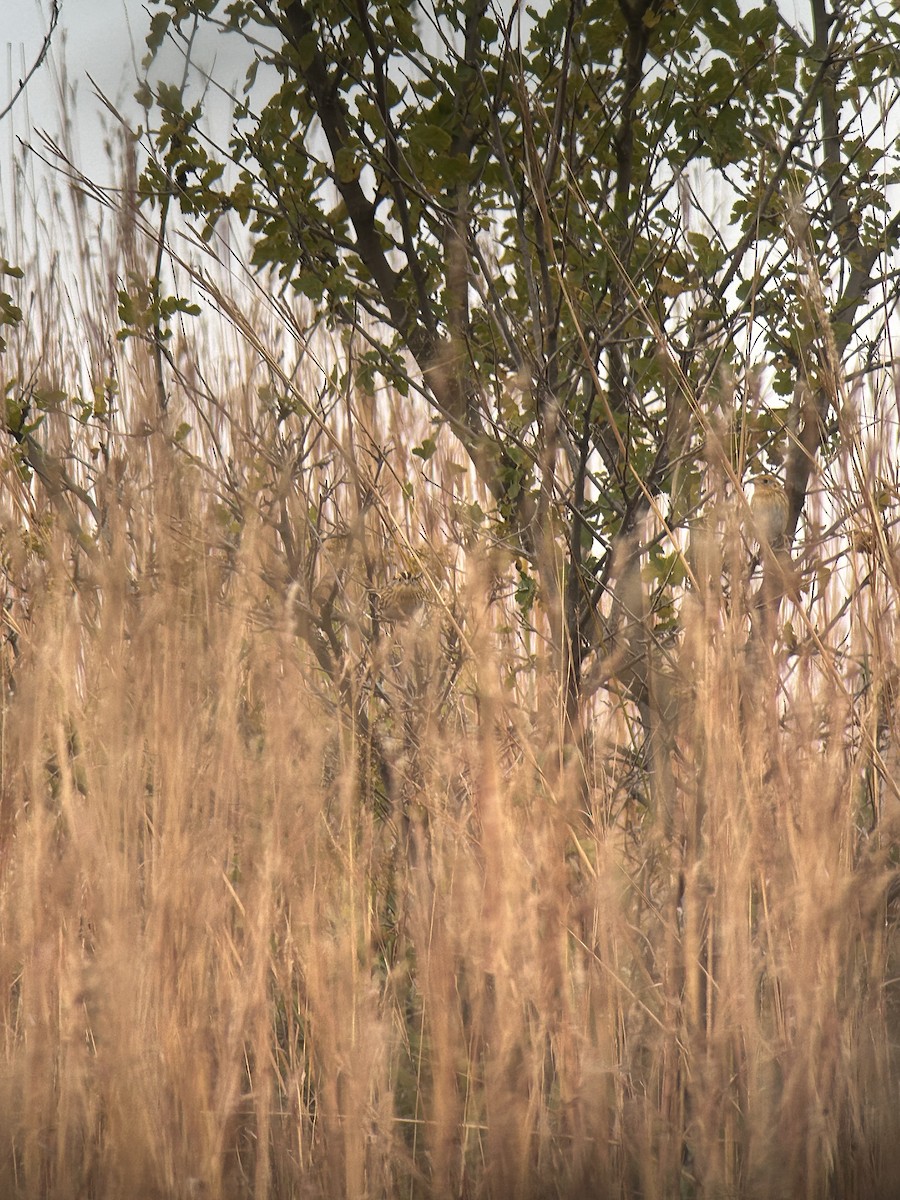 LeConte's Sparrow - ML644097800