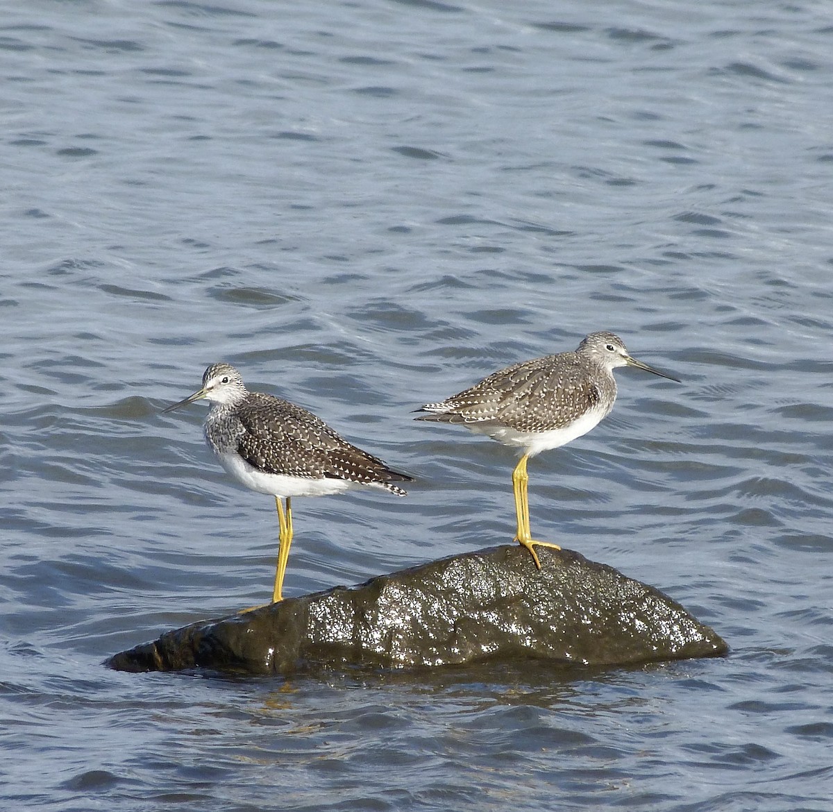 Greater Yellowlegs - ML644097820