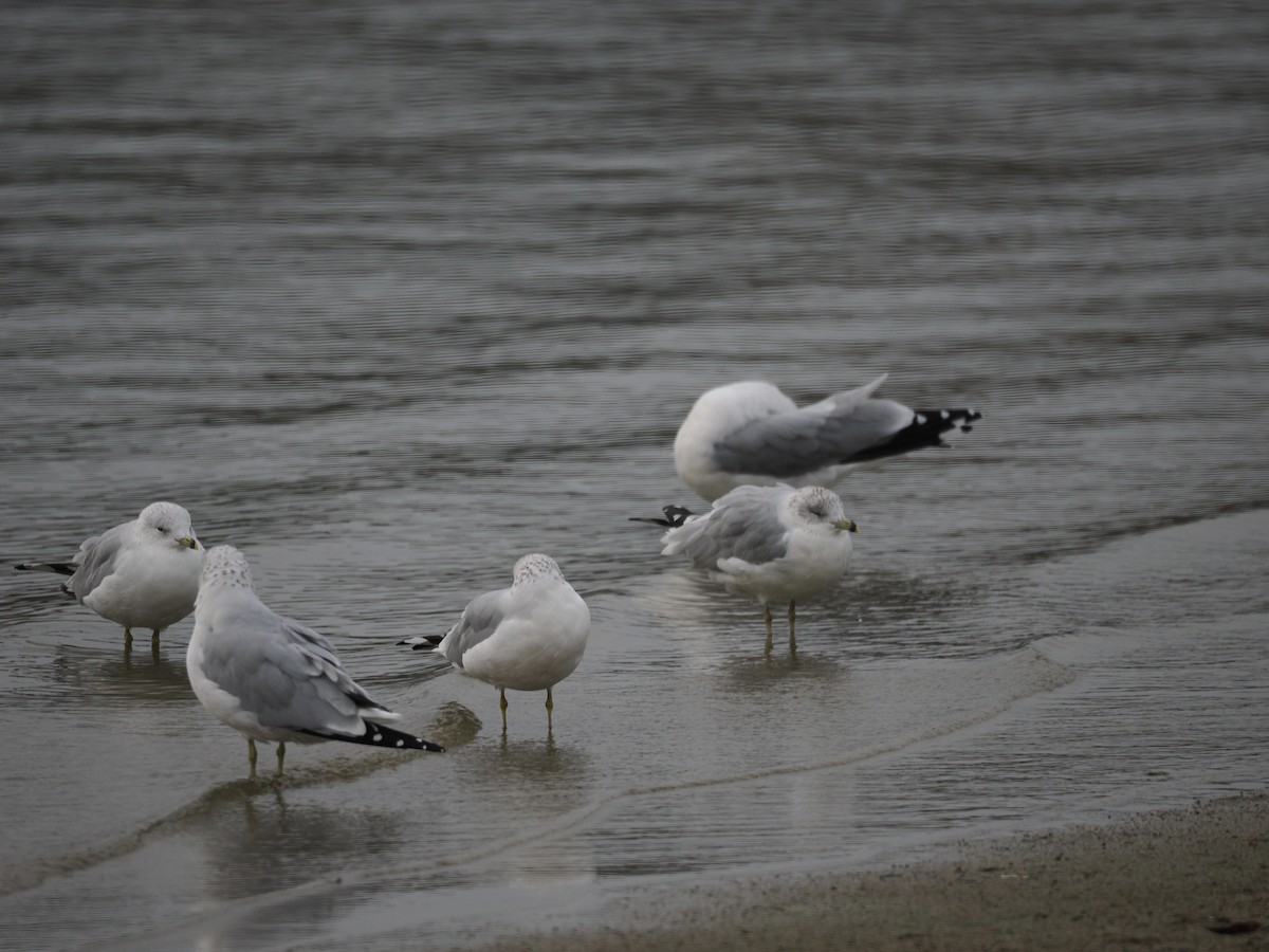 Ring-billed Gull - ML644097822