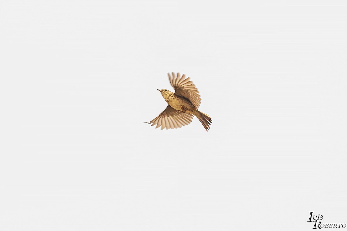 Hellmayr's Pipit - ML644097823