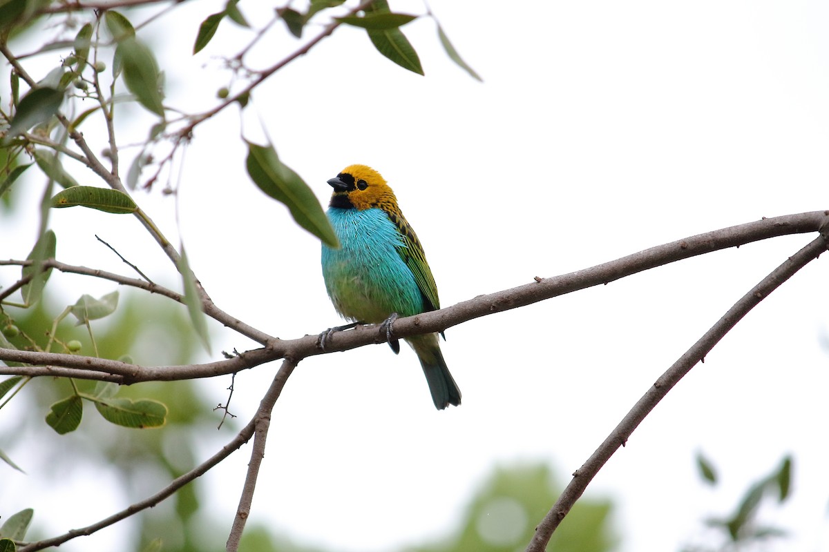 gullsnittanagar - ML644097829