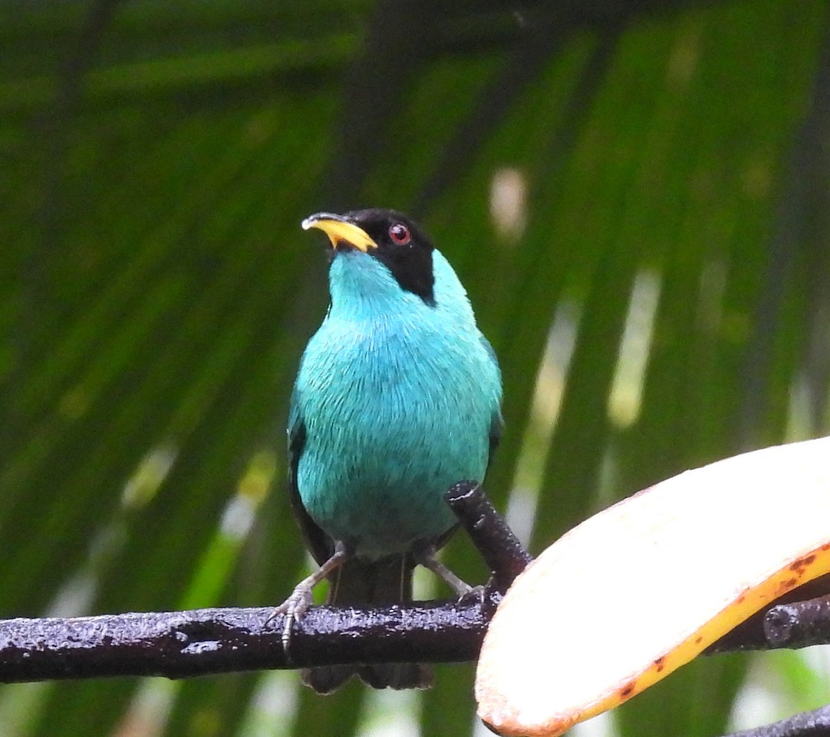 Kappennaschvogel - ML644097830