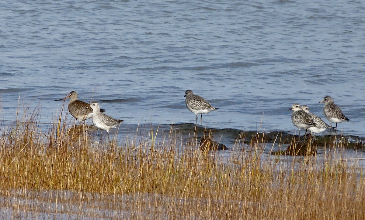 Hudsonian Godwit - ML644097833