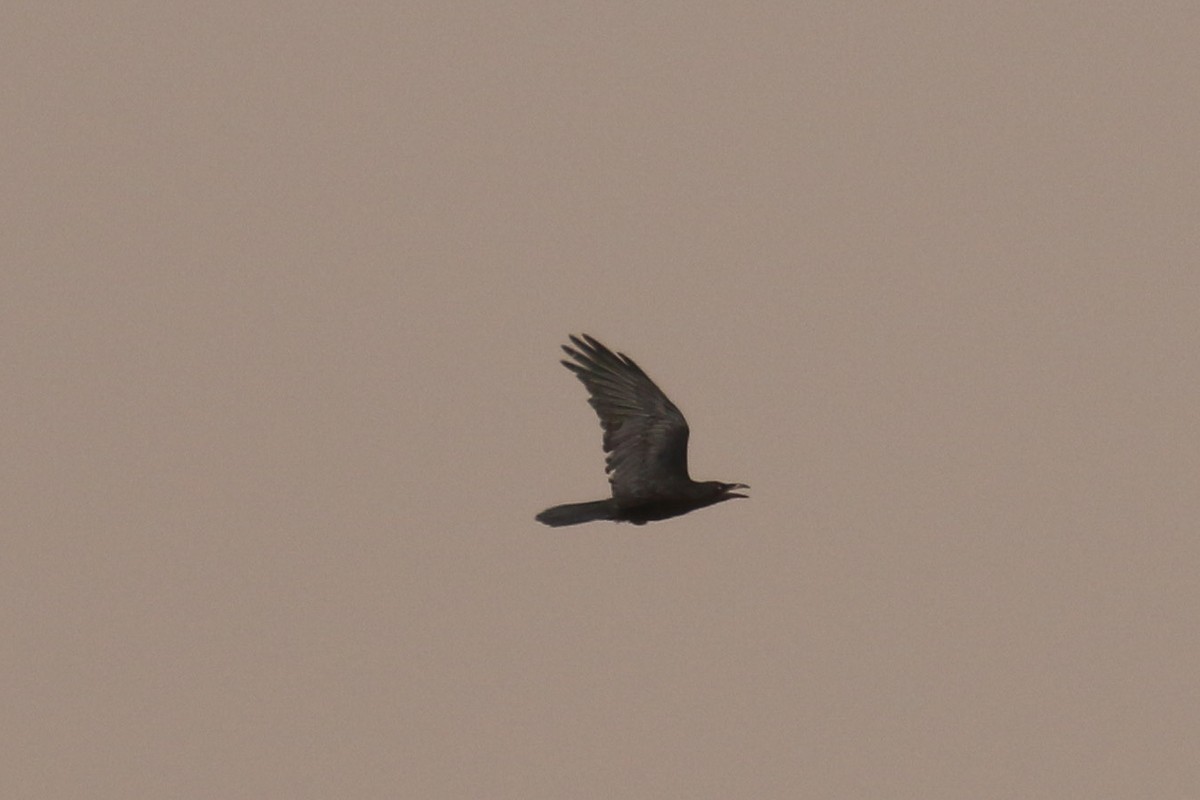 Corbeau brun - ML644097834