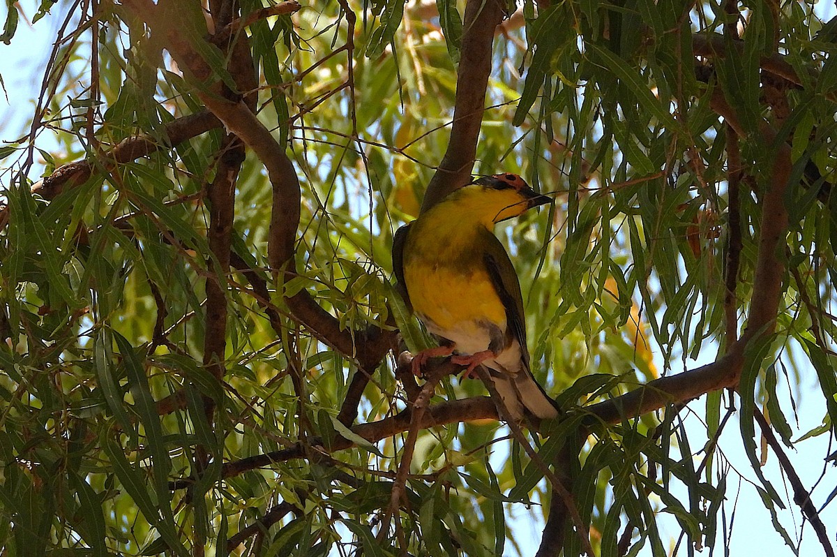 Australasian Figbird - ML644097843
