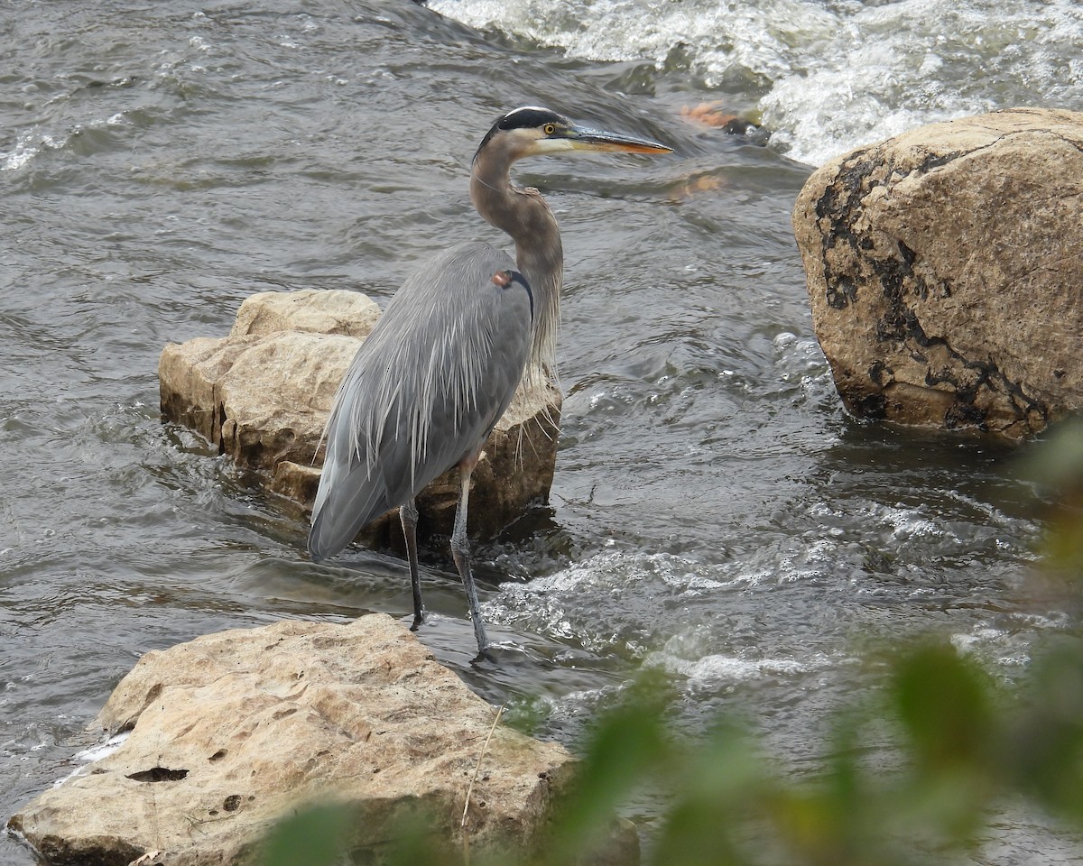 Garza Azulada - ML644097850