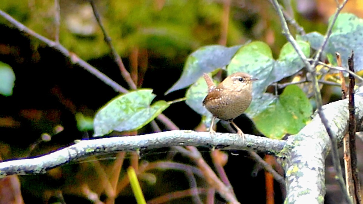 Chochín Hiemal - ML644097864