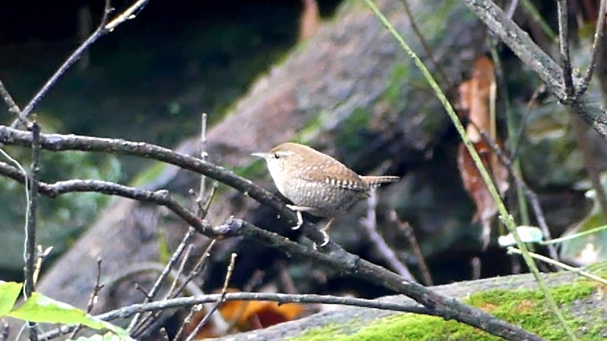 Chochín Hiemal - ML644097866