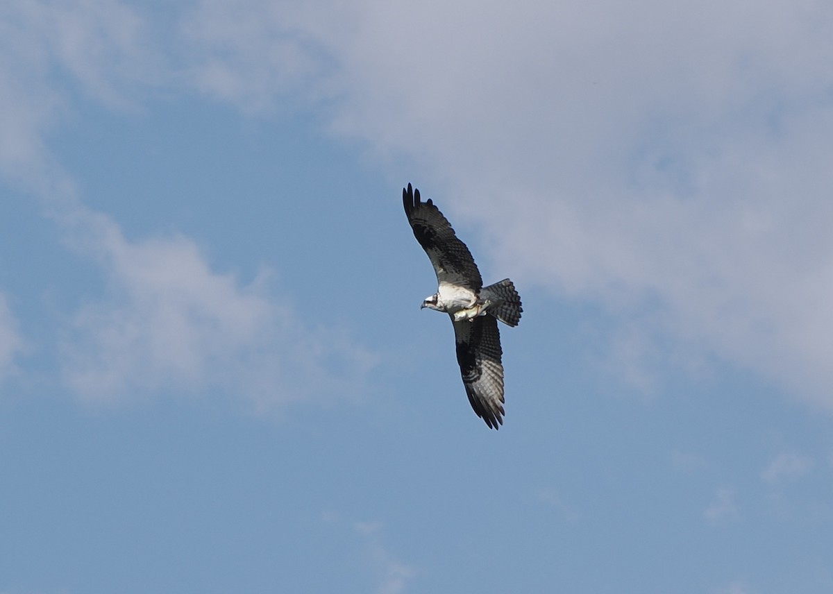 Águila Pescadora - ML644097870