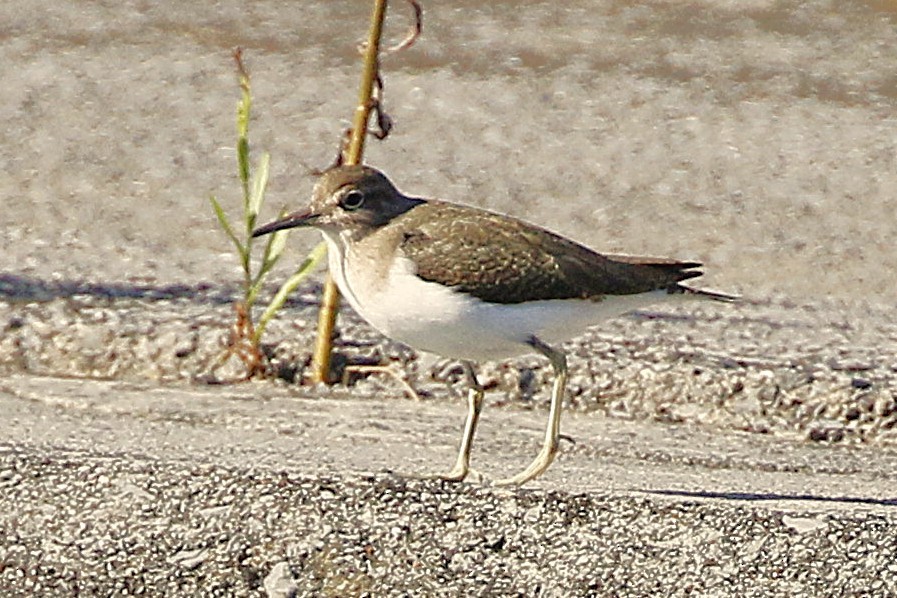 Andarríos Chico - ML644097874