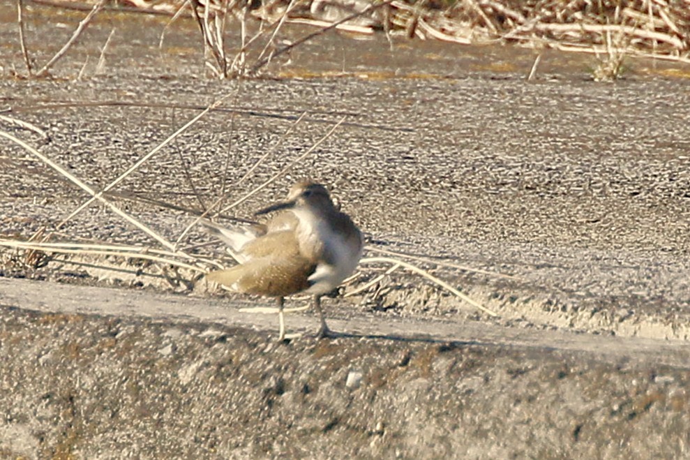 Andarríos Chico - ML644097875