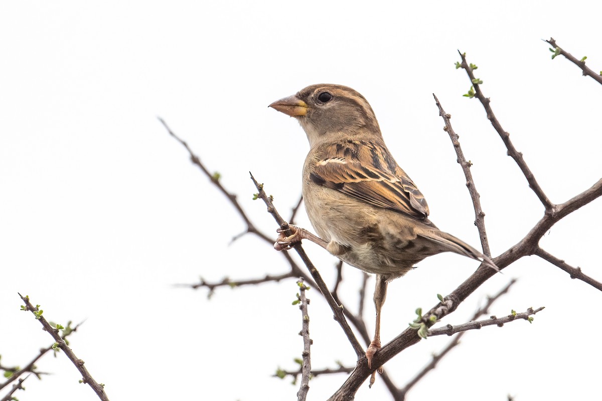 House Sparrow - ML644097877