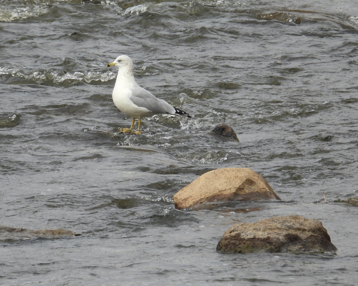 Ring-billed Gull - ML644097888