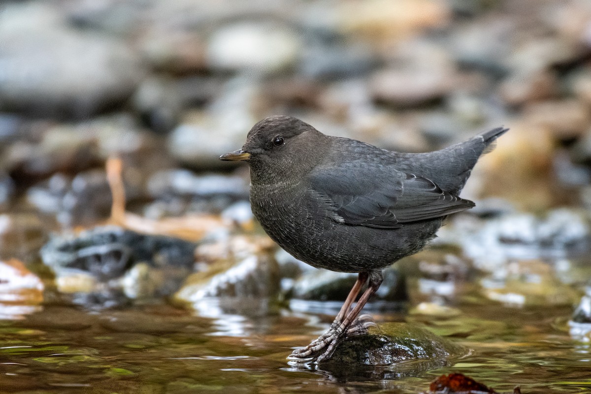 American Dipper - ML644097889