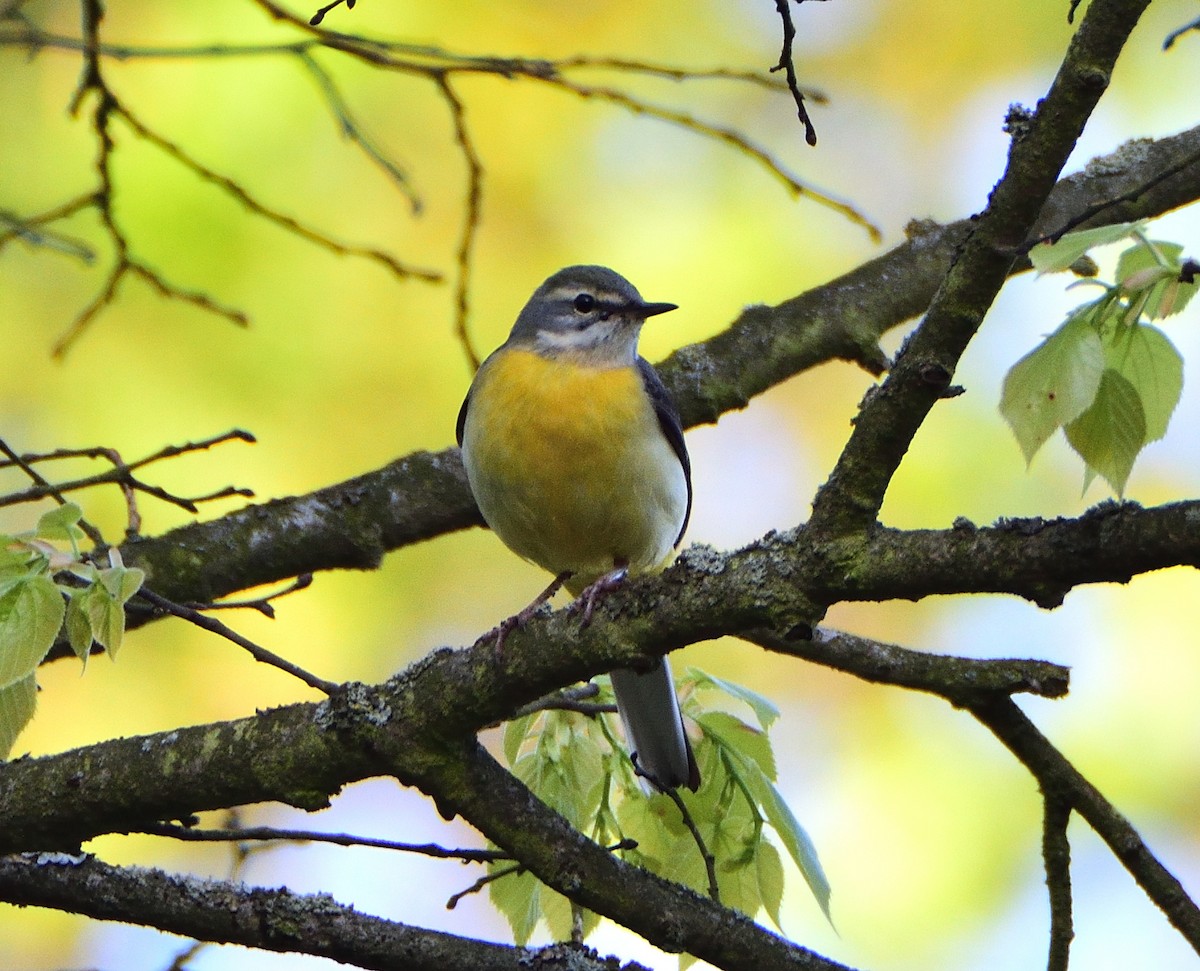 vintererle - ML644097893