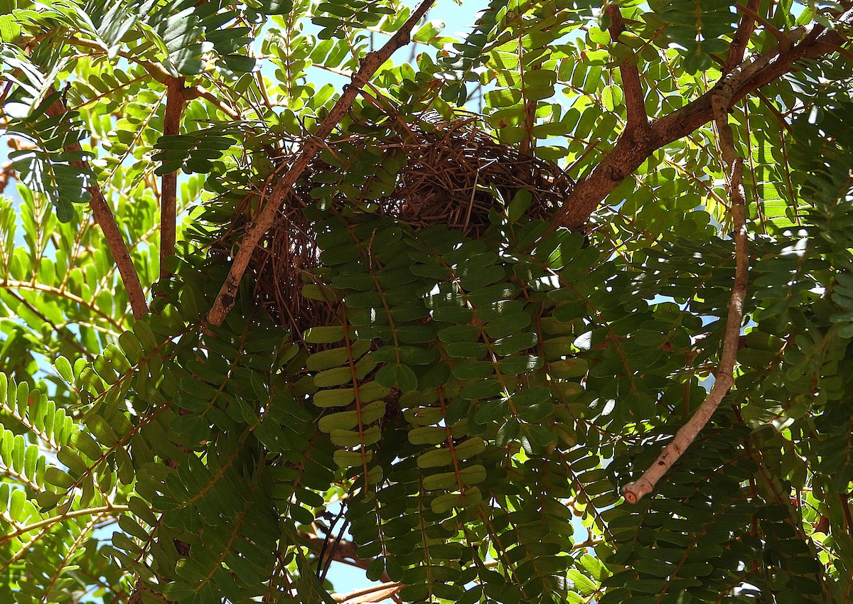 Australasian Figbird - ML644097894